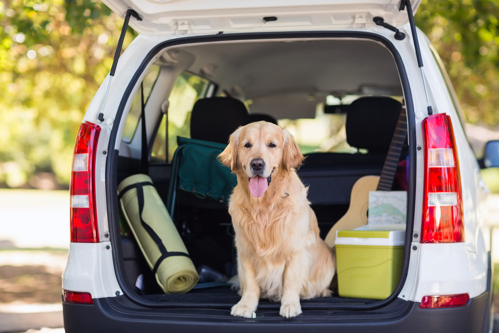 domestic-dog-sitting-in-the-car-trunk-P7XGLZH.jpg