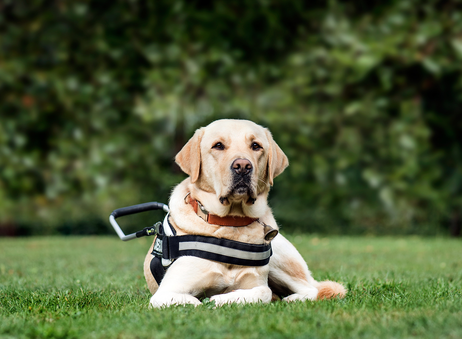 guide-dog-labrador-retriever-2-years-old-in-park-DLG2RME.jpg